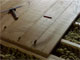 A noter : les intercalaires entre les planches pour une pose non jointive